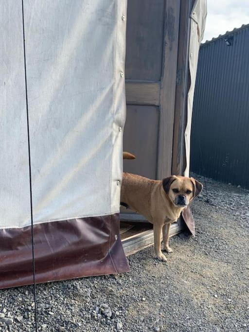 Bronfelen Yurt Otel Cynghordy Dış mekan fotoğraf